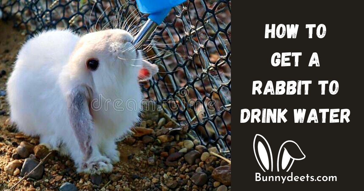 how to get your rabbit to drink water?
