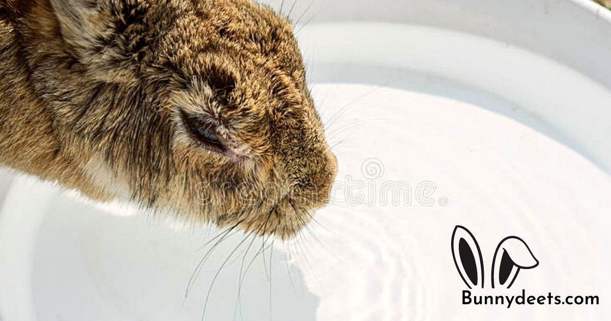 how to get your rabbit to drink water?