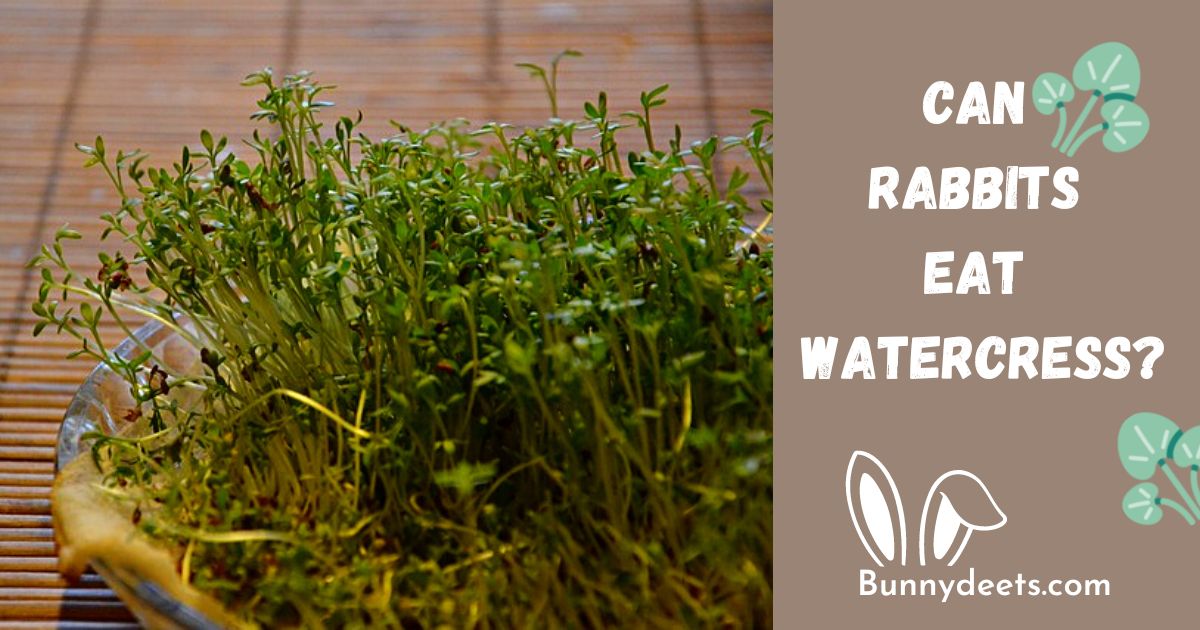 Can Rabbits Eat Watercress?