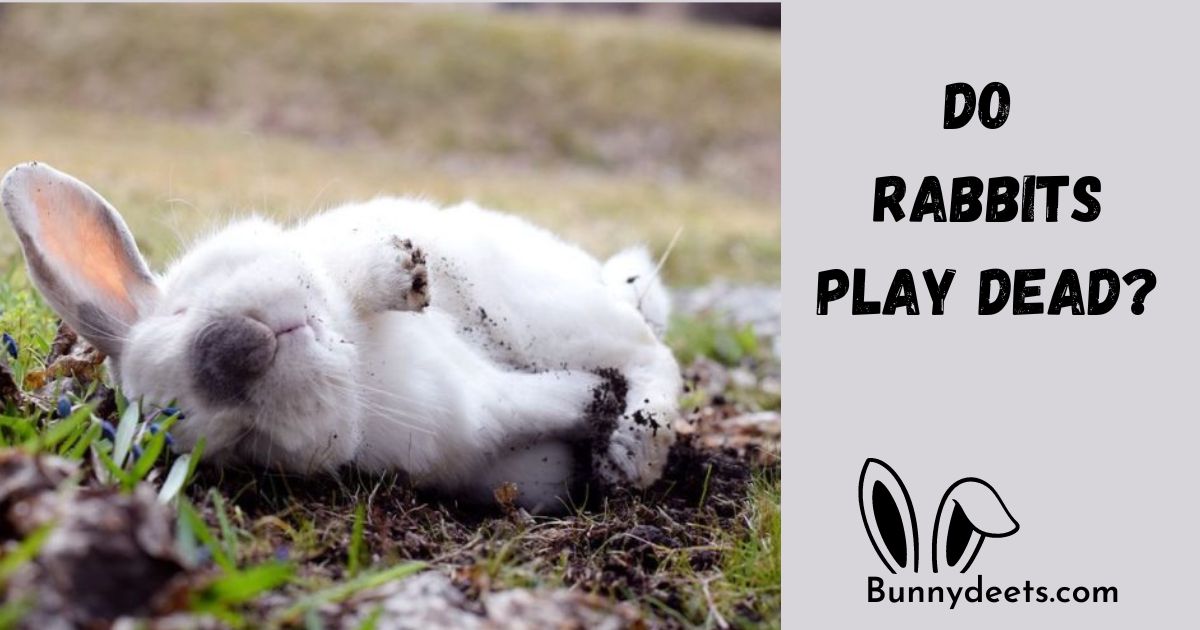 Do Rabbits Play Dead?