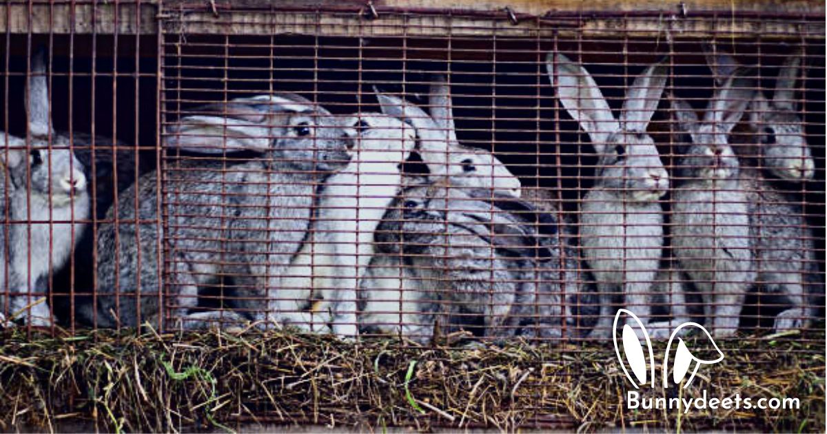 Why Do Rabbits Bite Their Cage?