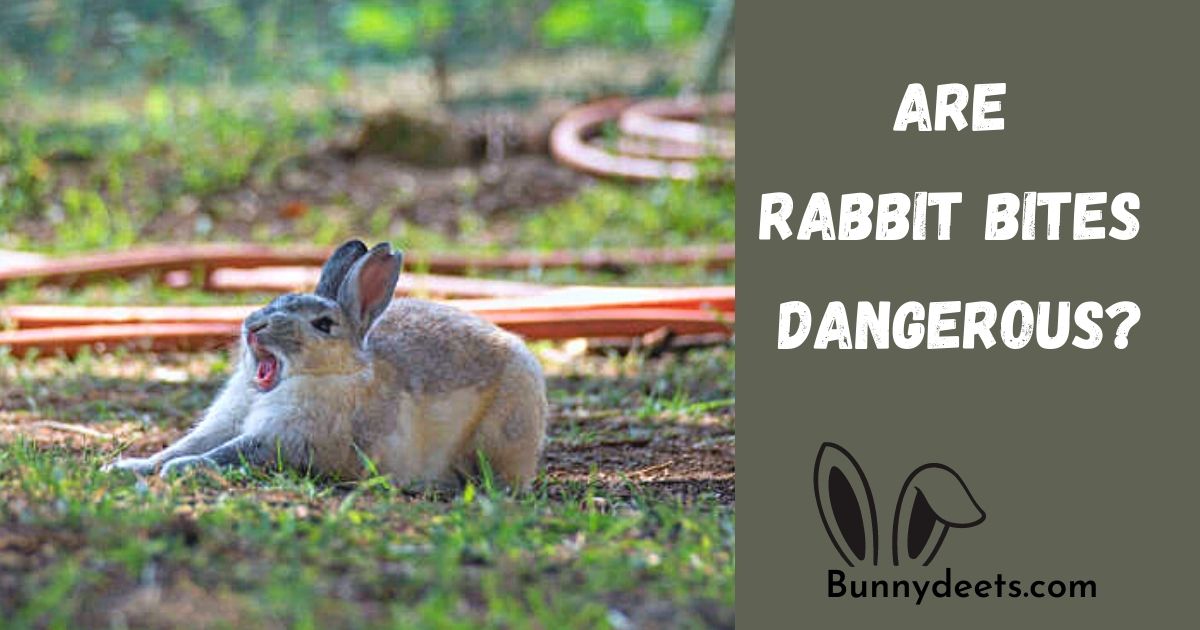 Are Rabbit Bites Dangerous?