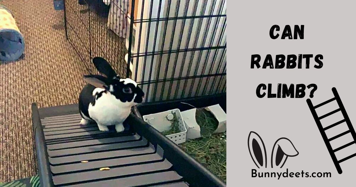 Can Rabbits Climb?