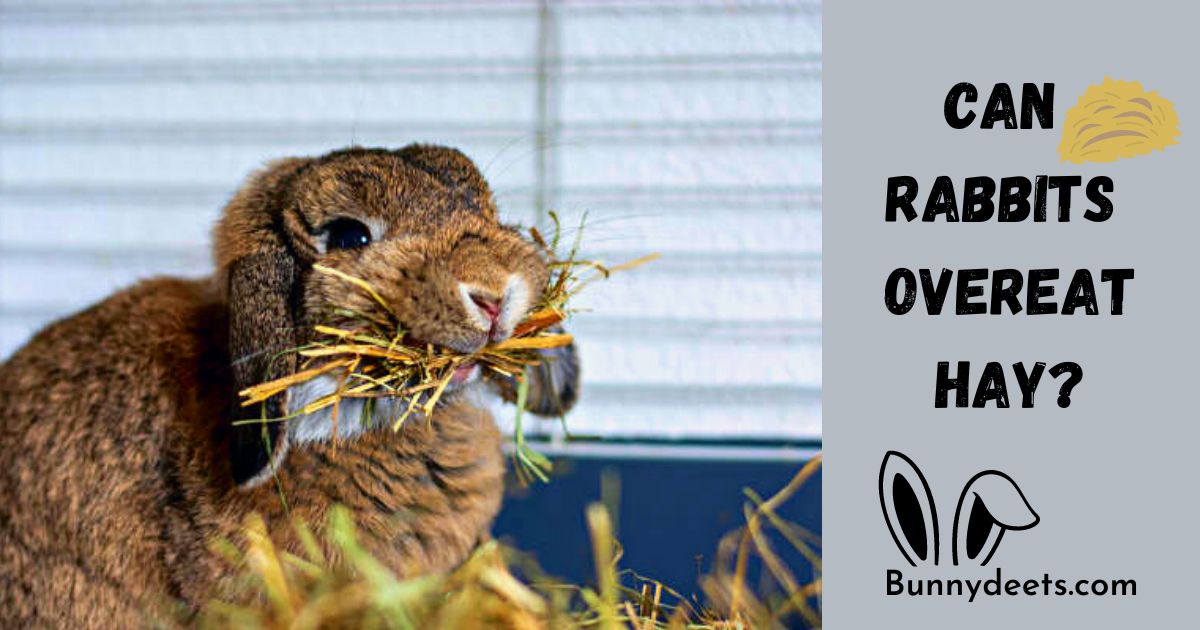 How Much Hay Should A Rabbit Eat