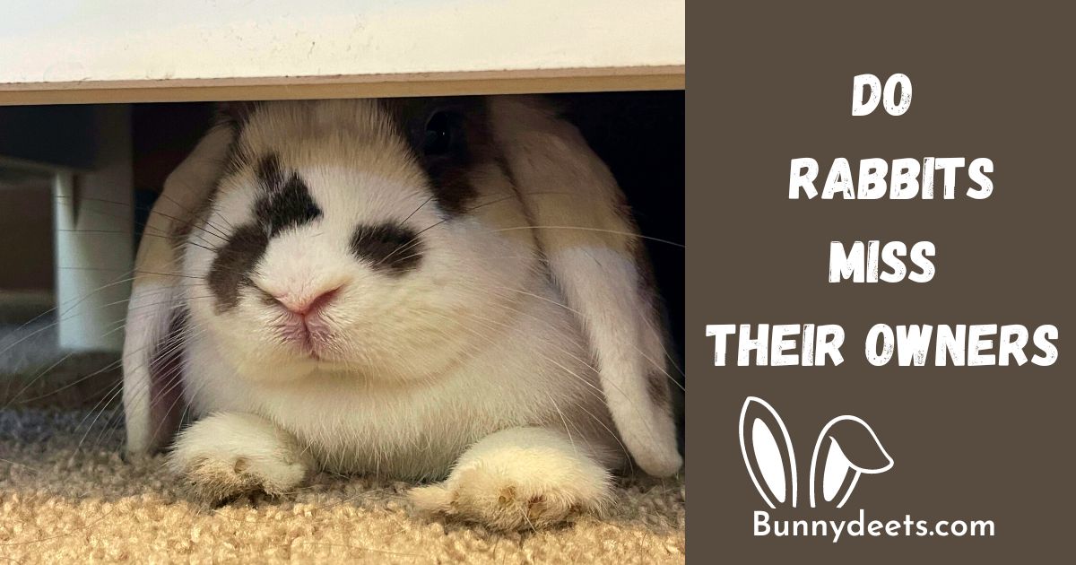 Do Rabbits Miss Their Owners?