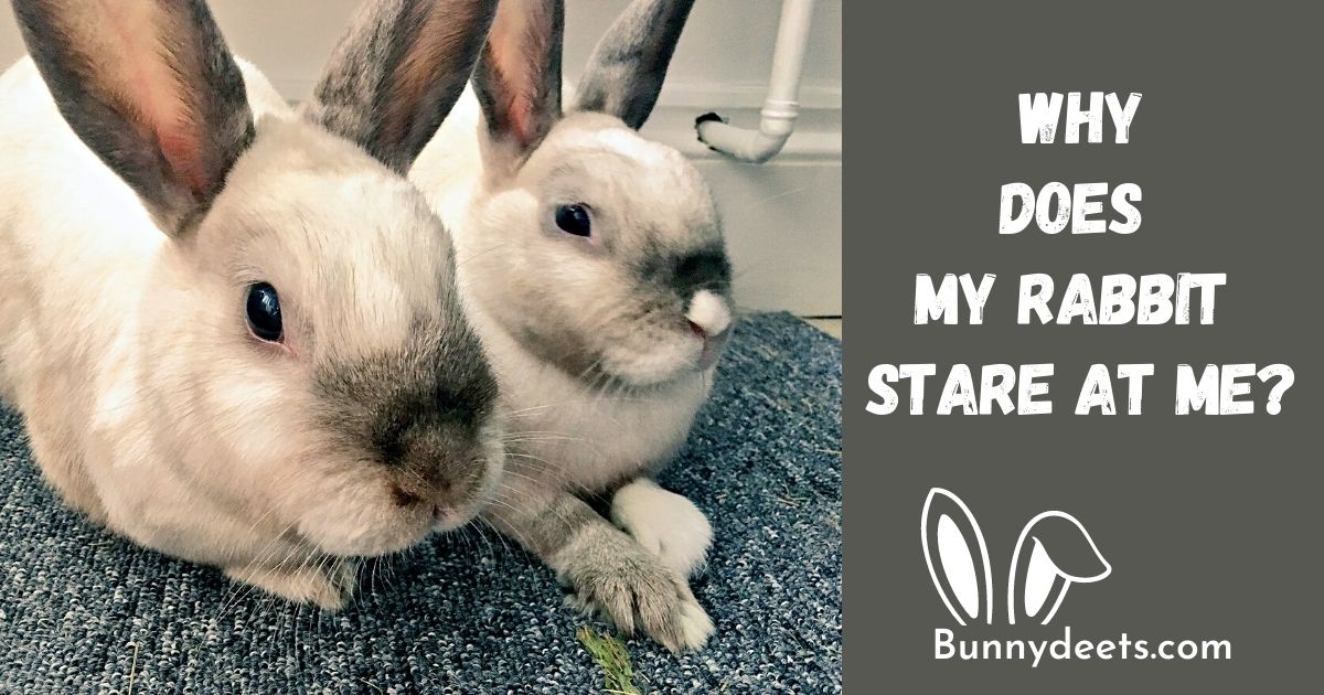 Why Does My Rabbit Stare At Me?