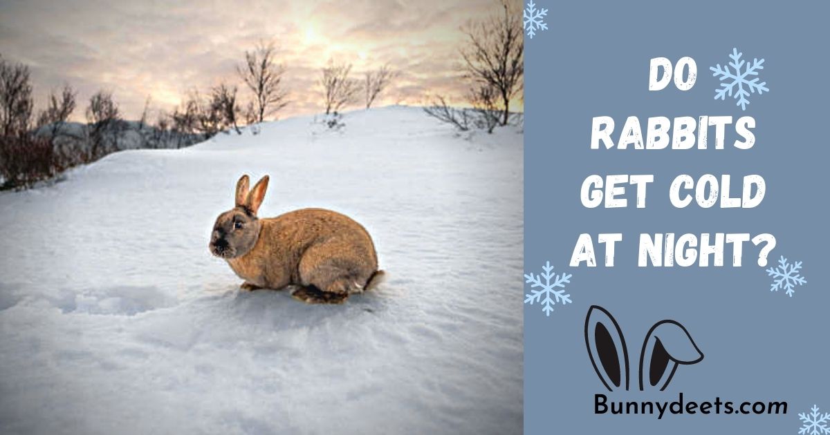 Do Rabbits Get Cold At Night?