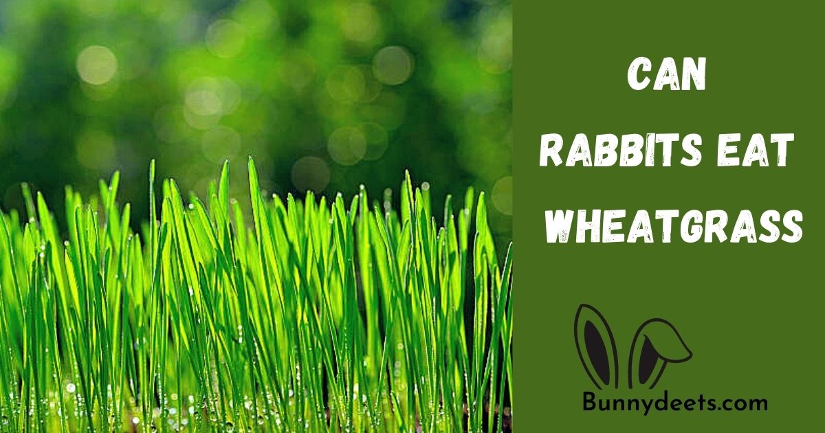 Can Rabbits Eat Wheatgrass?