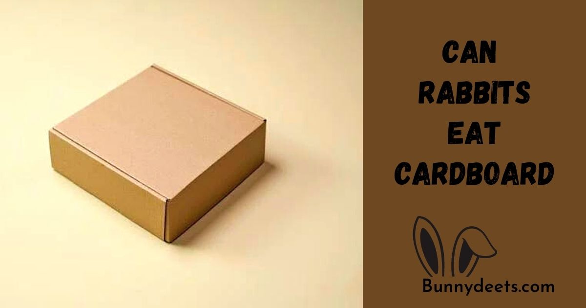 Can Rabbits Eat Cardboard?