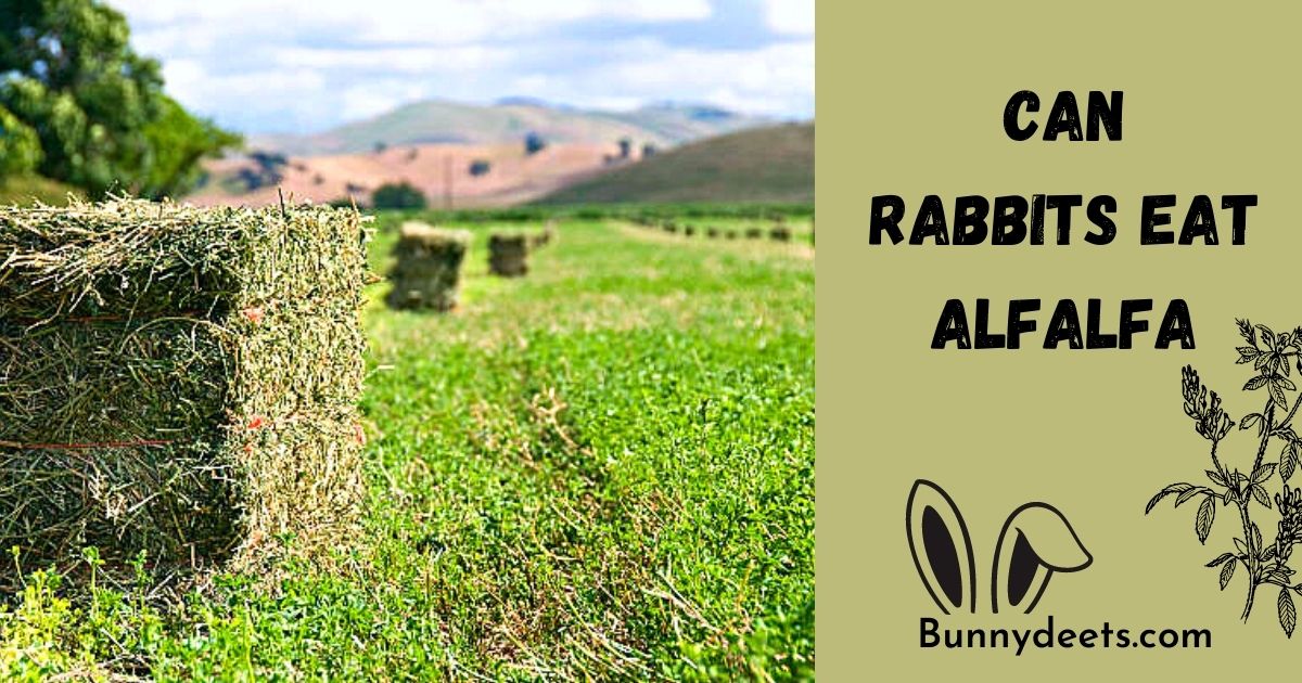 Can Rabbits Eat Alfalfa?