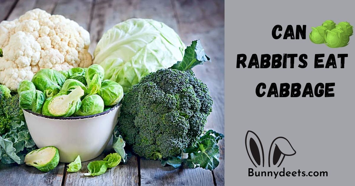 Can Rabbits Eat Cabbage?