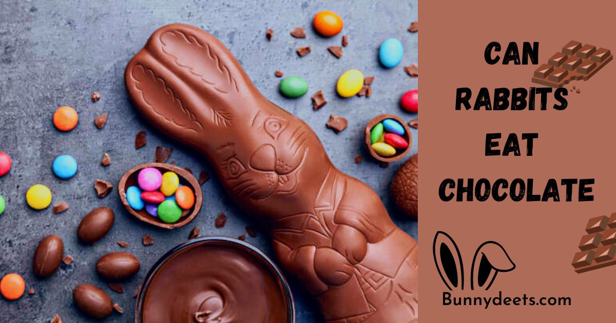 Can rabbits eat chocolate?