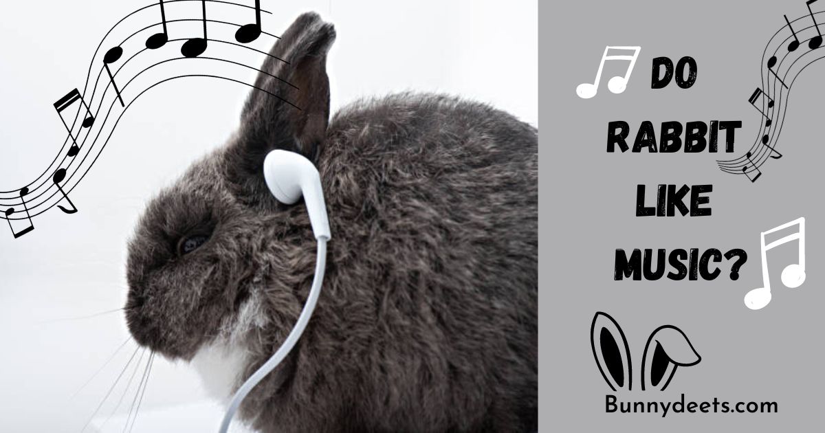 do rabbits like music?