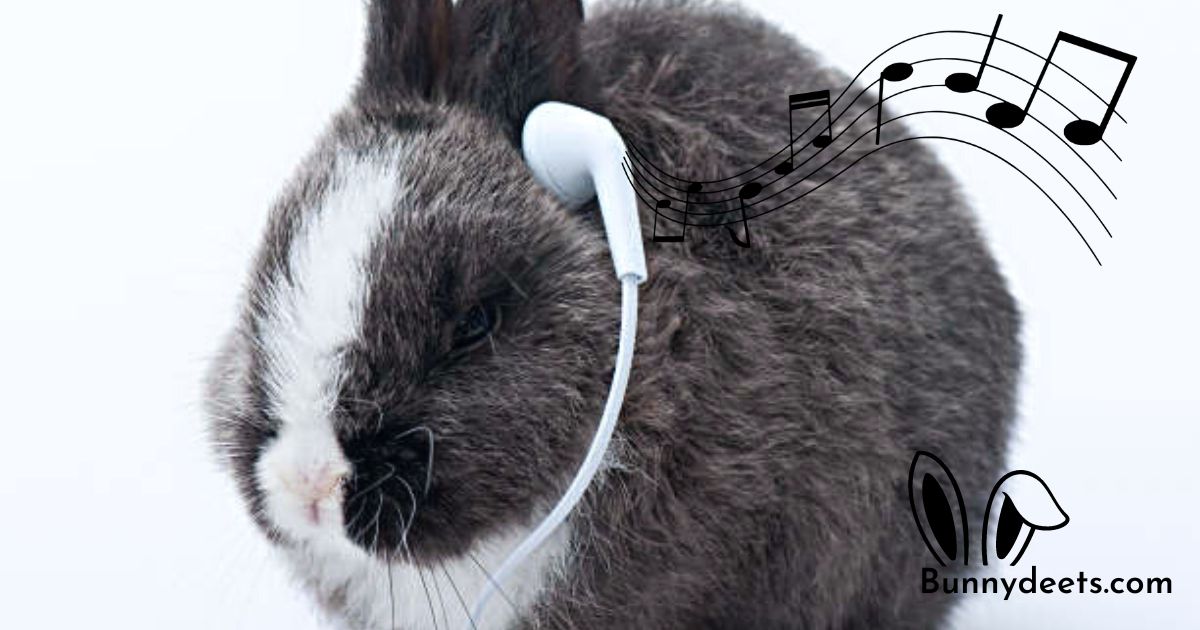 do rabbits like music?