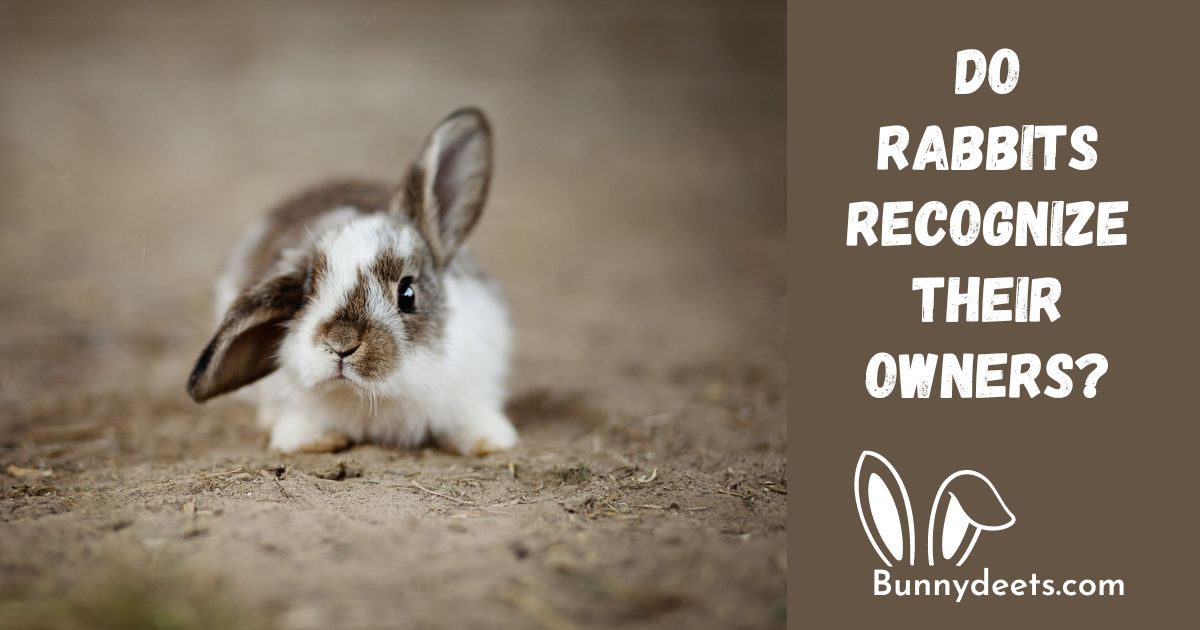 Do rabbits recognize their owners?