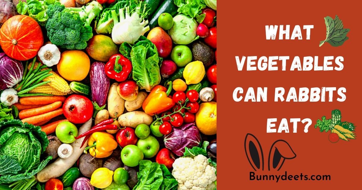 What Vegetables Can Rabbits Eat?