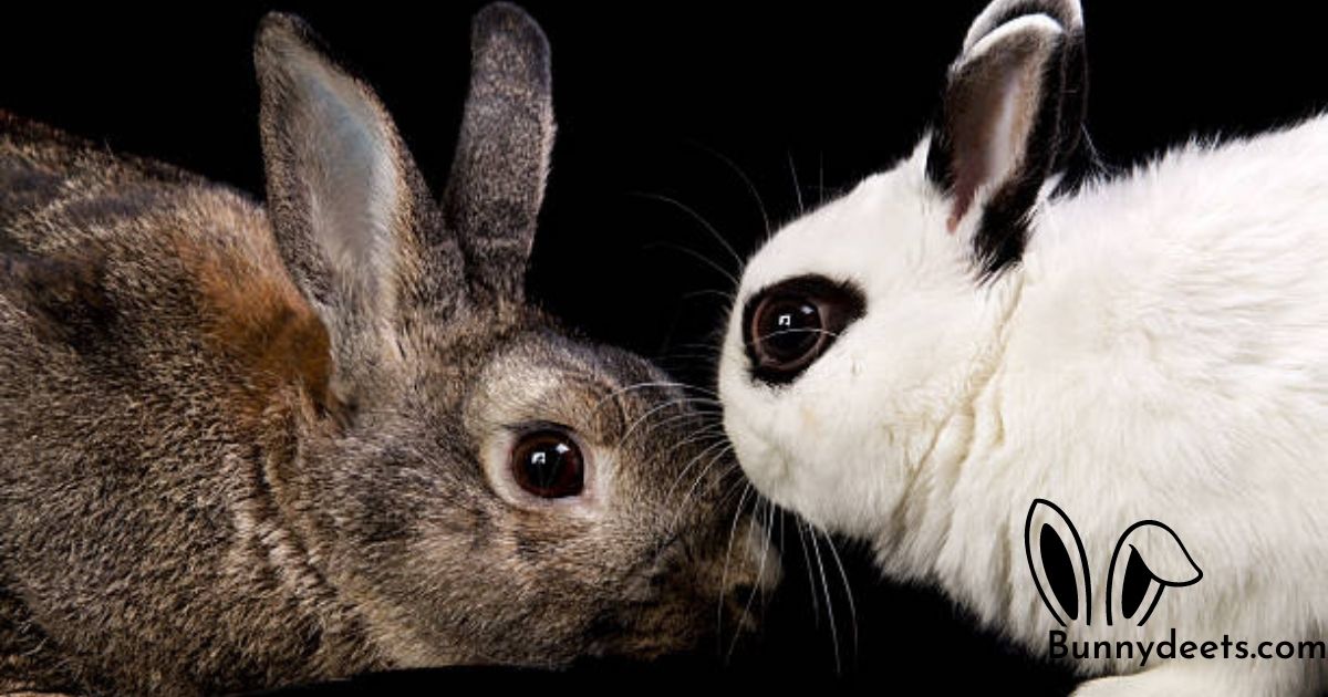 What Smells Do Rabbits Hate?