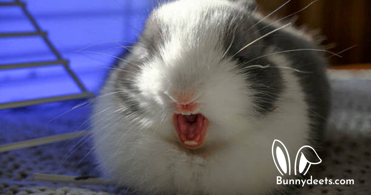 Do Rabbits Scream?