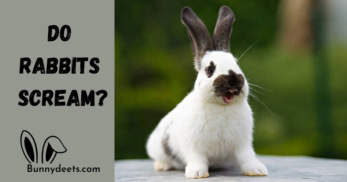 Why Do Rabbits Scream?