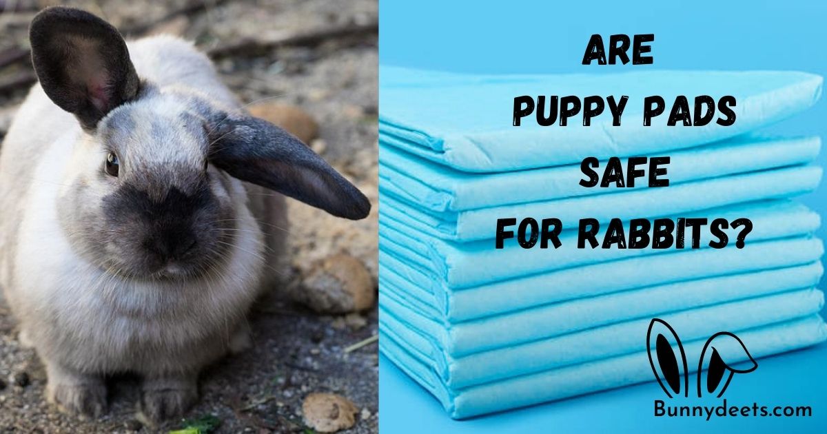 Are Puppy Pads Safe for Rabbits?