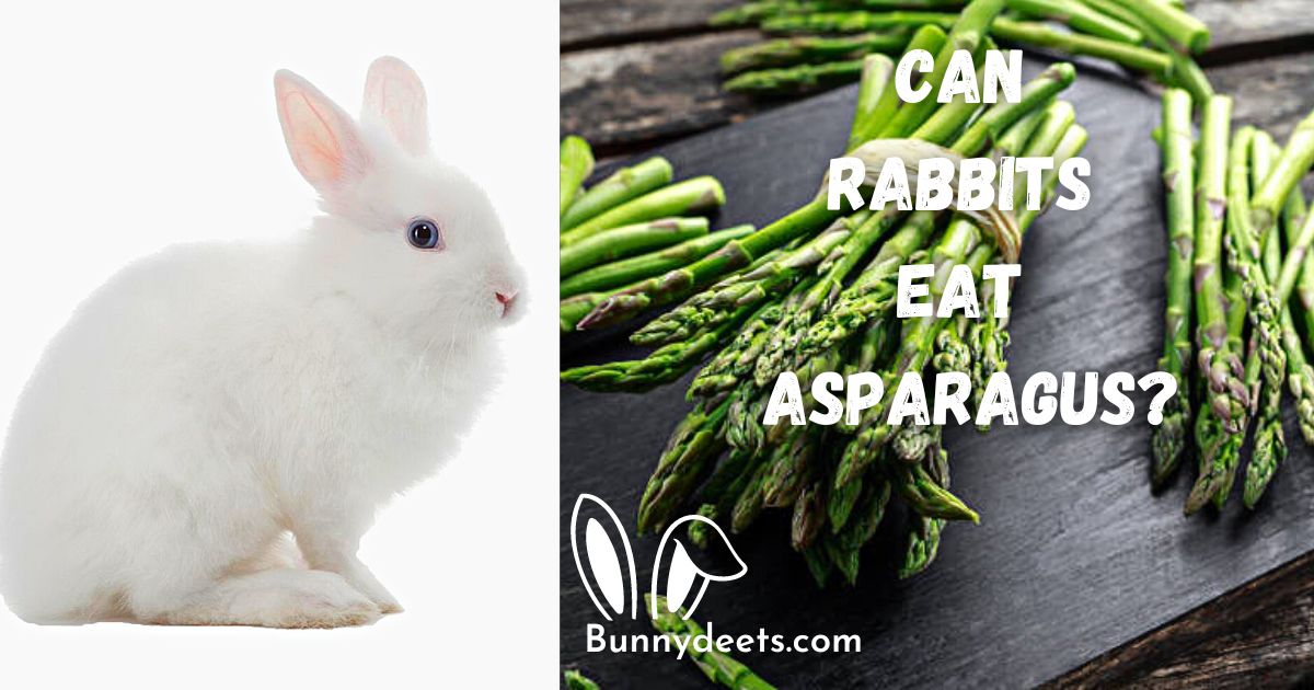 Can Rabbits Eat Asparagus?