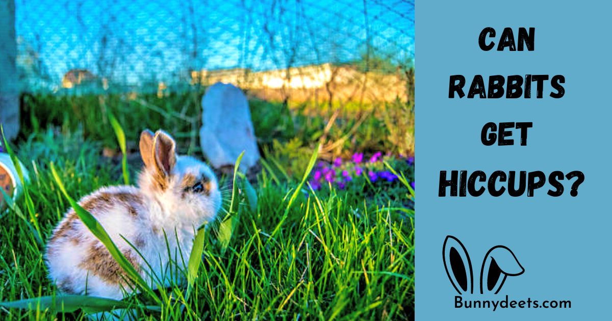 Can rabbits get hiccups?