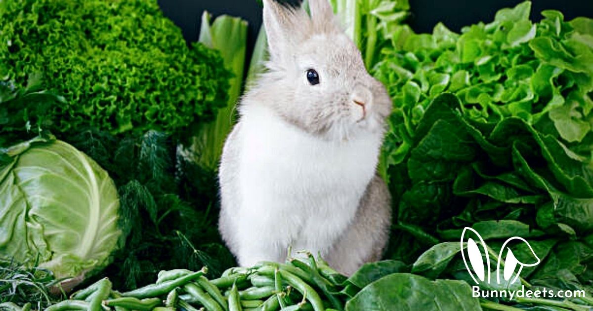 can rabbits eat lettuce