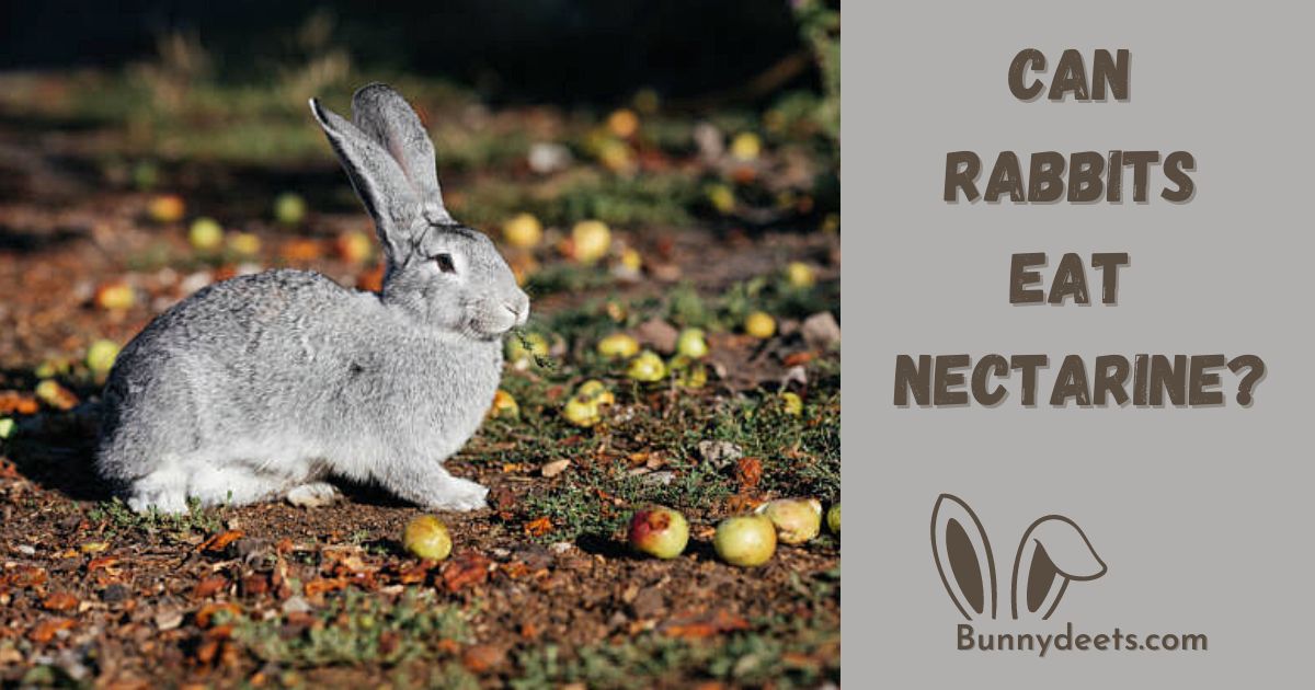 Can Rabbits Eat Nectarines?