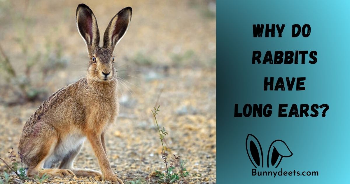 Why Do Rabbits Have Big Ears?