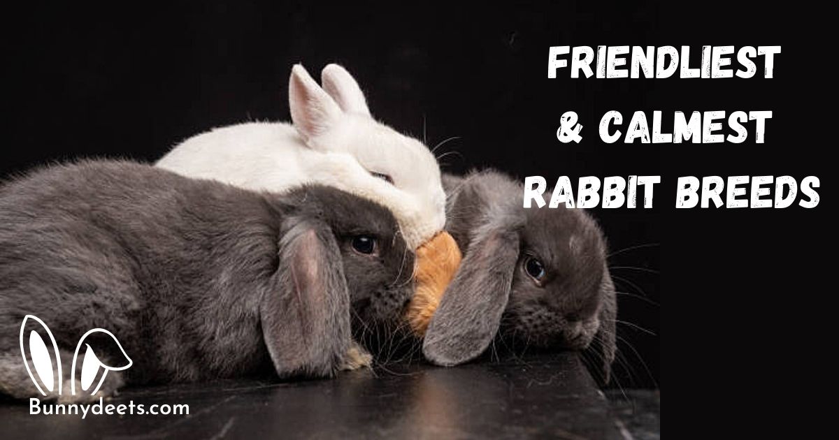 Friendliest /Calmest Rabbit Breeds