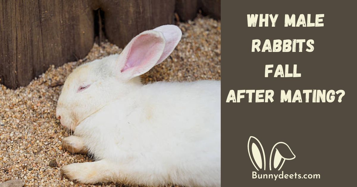 Why Do Male Rabbits Fall Over After Mating?