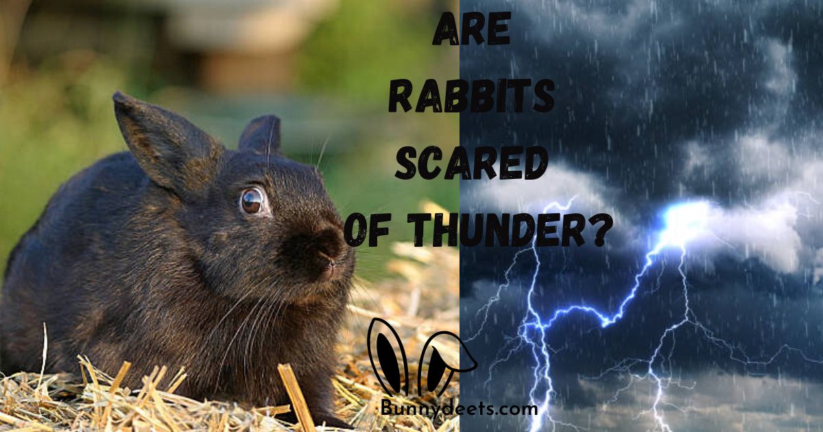 Are Rabbits Scared Of Thunder?