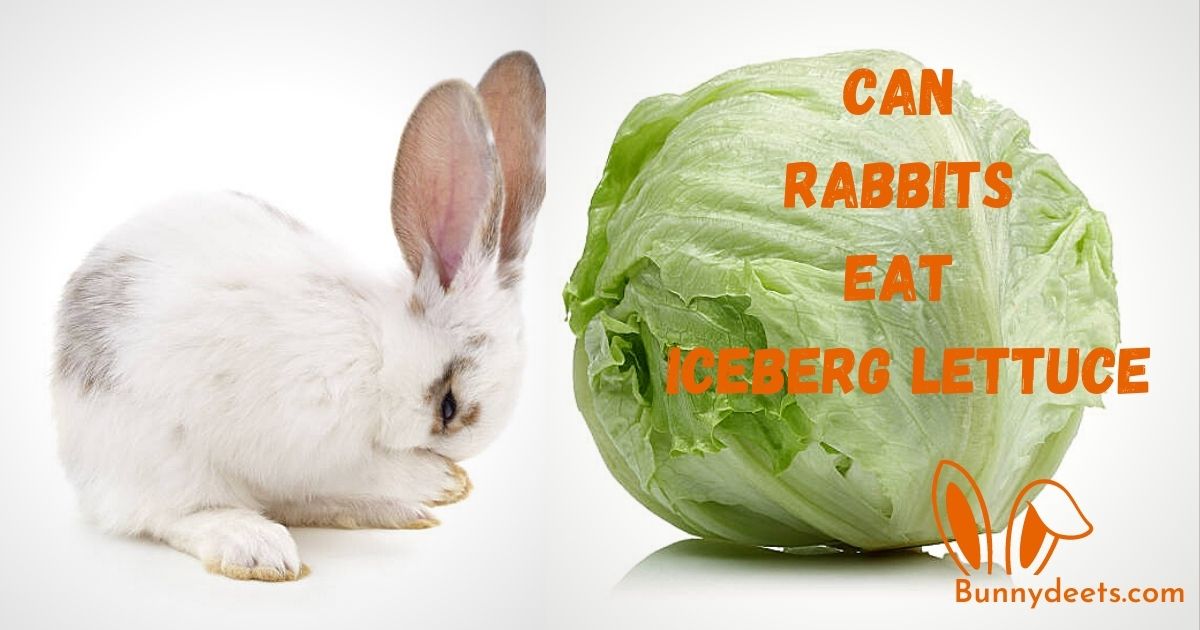 can rabbits eat iceberg lettuce
