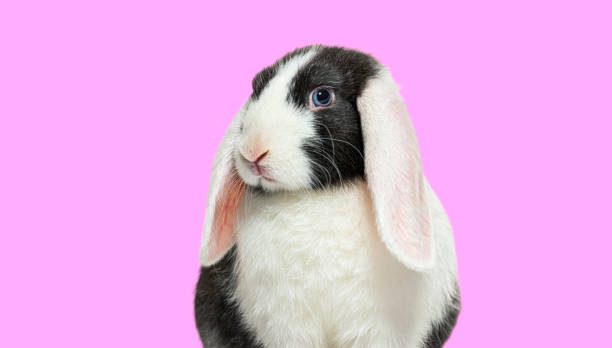 Friendliest /Calmest Rabbit Breeds :French Lop
