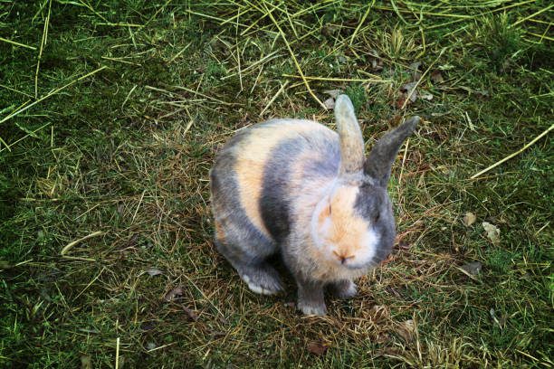 Friendliest /Calmest Rabbit Breeds :Harlequin rabbit