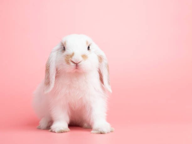 Friendliest /Calmest Rabbit Breeds: Mini Lop rabbit