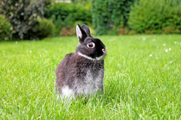 Friendliest /Calmest Rabbit Breeds: Netherland Dwarf