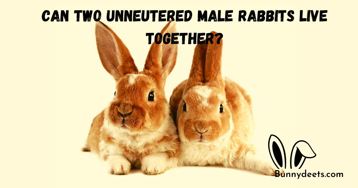Can Two Unneutered Male Rabbits Live Together?
