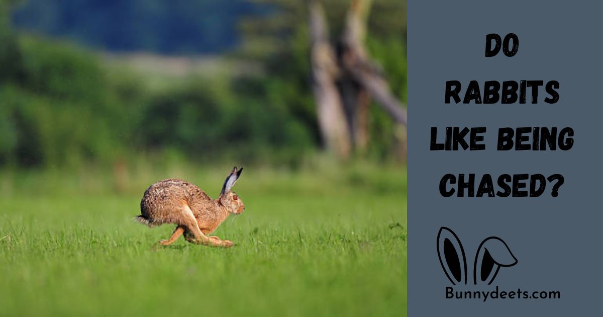 Do Rabbits Like Being Chased?