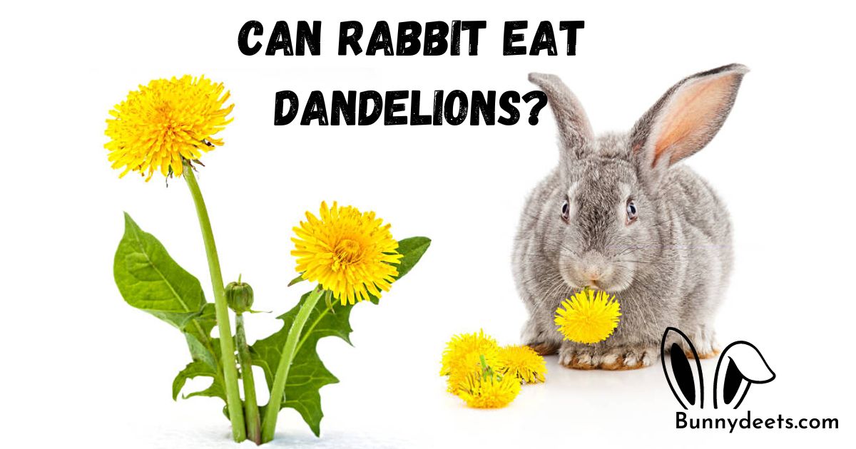 Can Rabbit Eat Dandelions?
