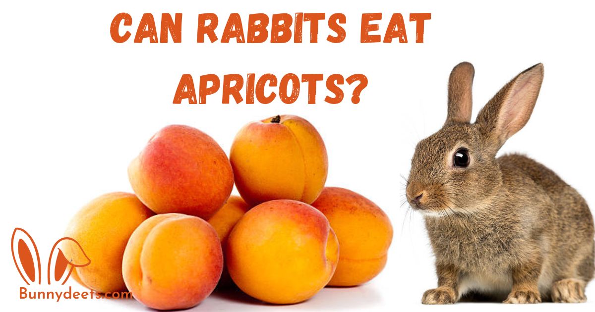 Can Rabbits Eat Apricots?