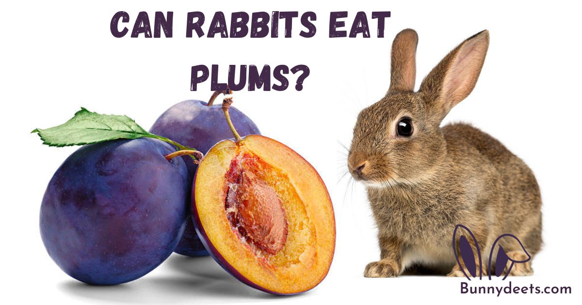 Can Rabbits Eat Plums?