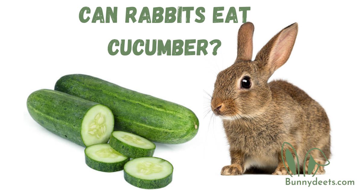 Can Rabbits Eat Cucumber?