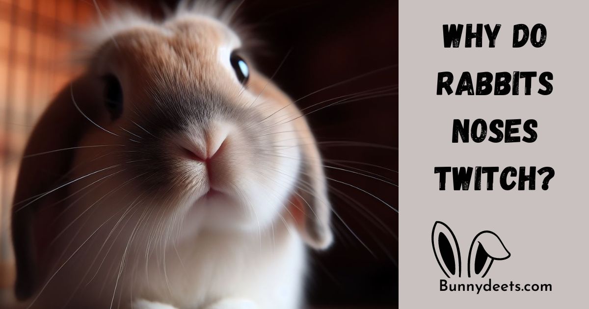 Why Do Rabbits Noses Twitch?