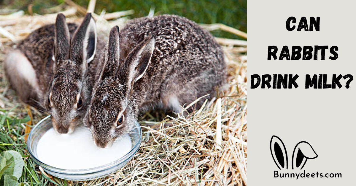 Can Rabbits Drink Milk?
