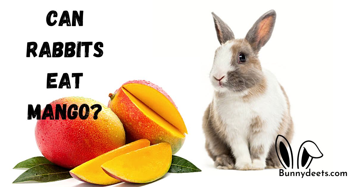 Can Rabbits Eat Mango?