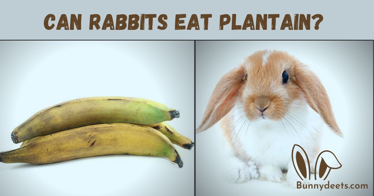Can Rabbits Eat Plantain?