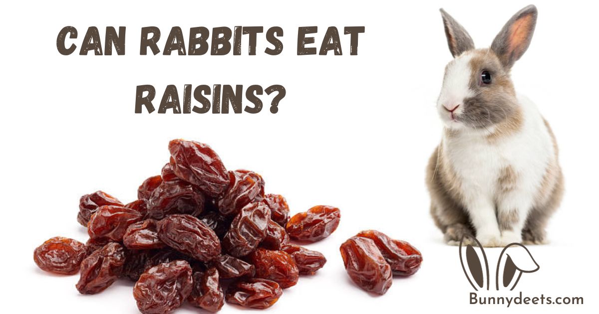 Can Rabbits Eat Raisins?