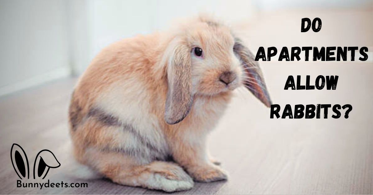 Do Apartments Allow Rabbits?
