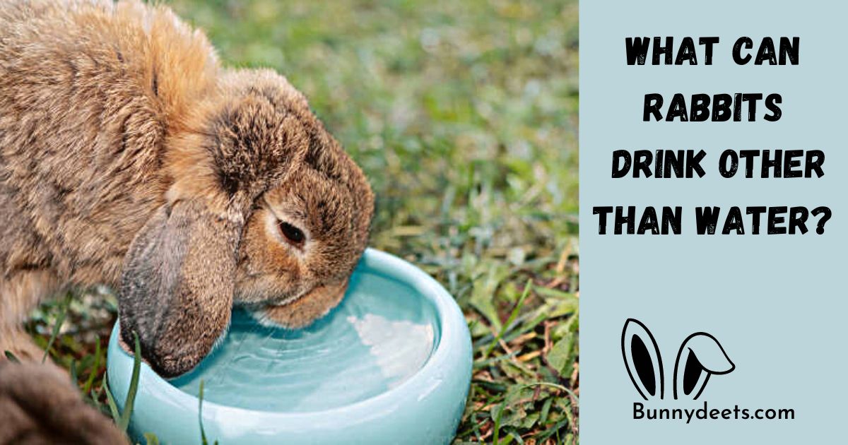 What Can Rabbits Drink Other Than Water?